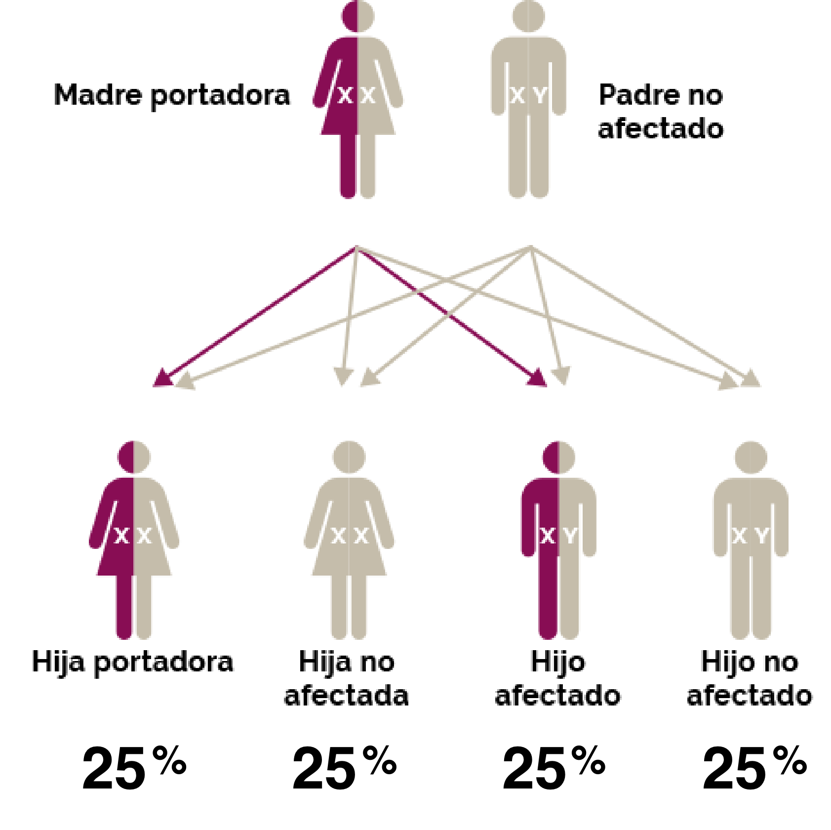 Gráfico que muestra la prueba de portador: Madre portadora y padre no afectado: Hija portadora 25%, Hija no afectada 25%, Hijo afectado 25%, Hijo no afectado 25%
