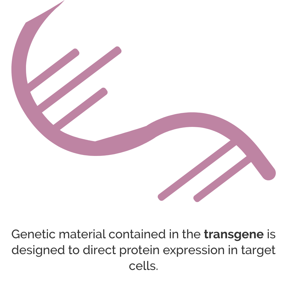 Transgene