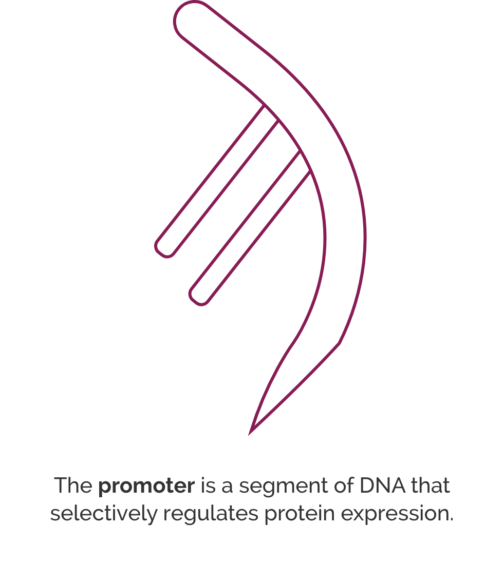 Transgene