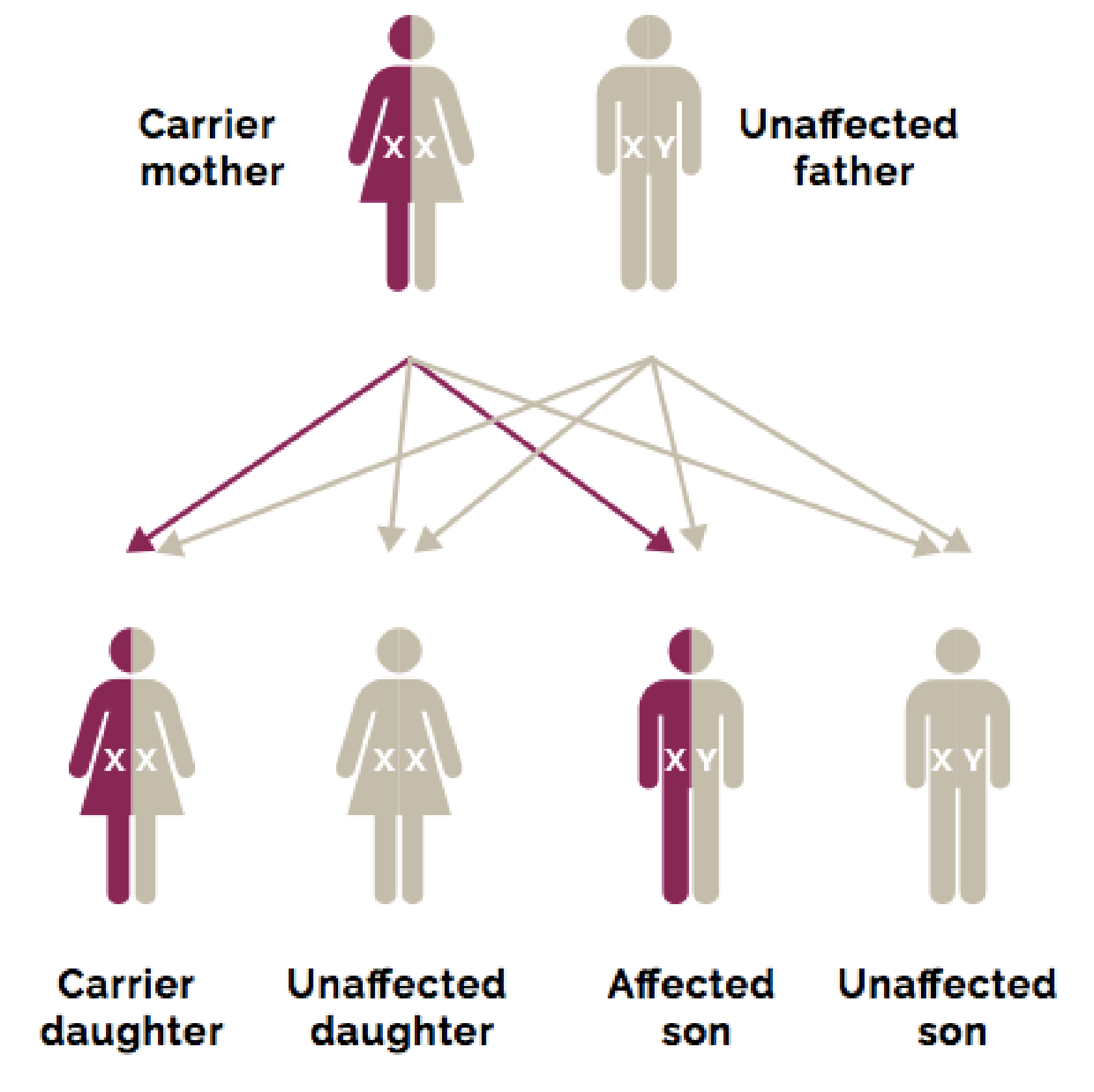 duchenne muscular dystrophy gene