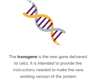 Graphic showing the third of three main parts that gene therapy is made of: The transgene is the new gene delivered to the cells. It is intended to provide the instructions needed to make the new, working version of the protein
