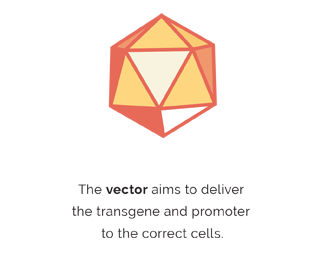 Graphic showing the first of three main parts that gene therapy is made of: The vector. It aims to deliver the transgene and promoter to the correct cells