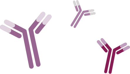 antibodies