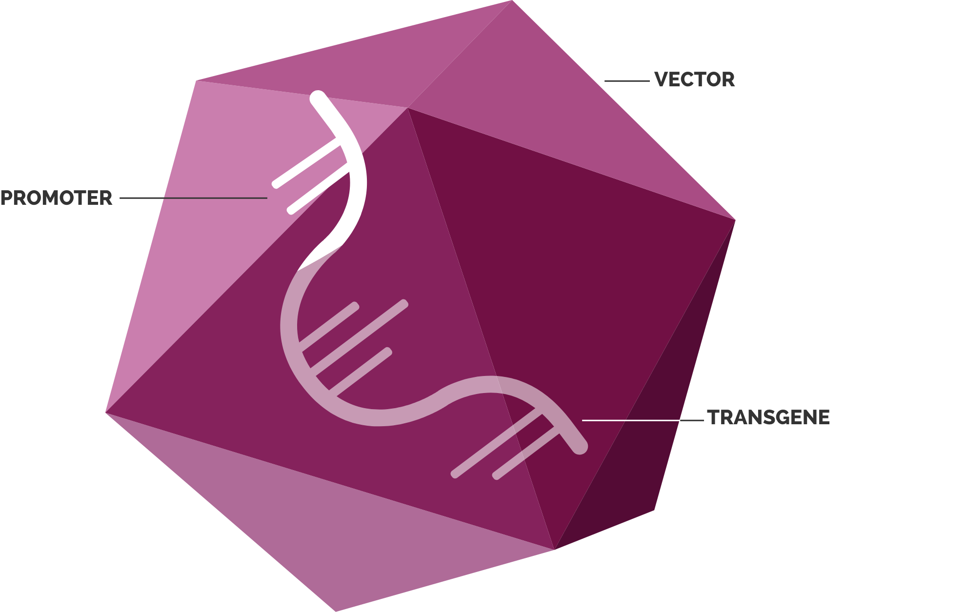 Gene Therapy Component Diagram
