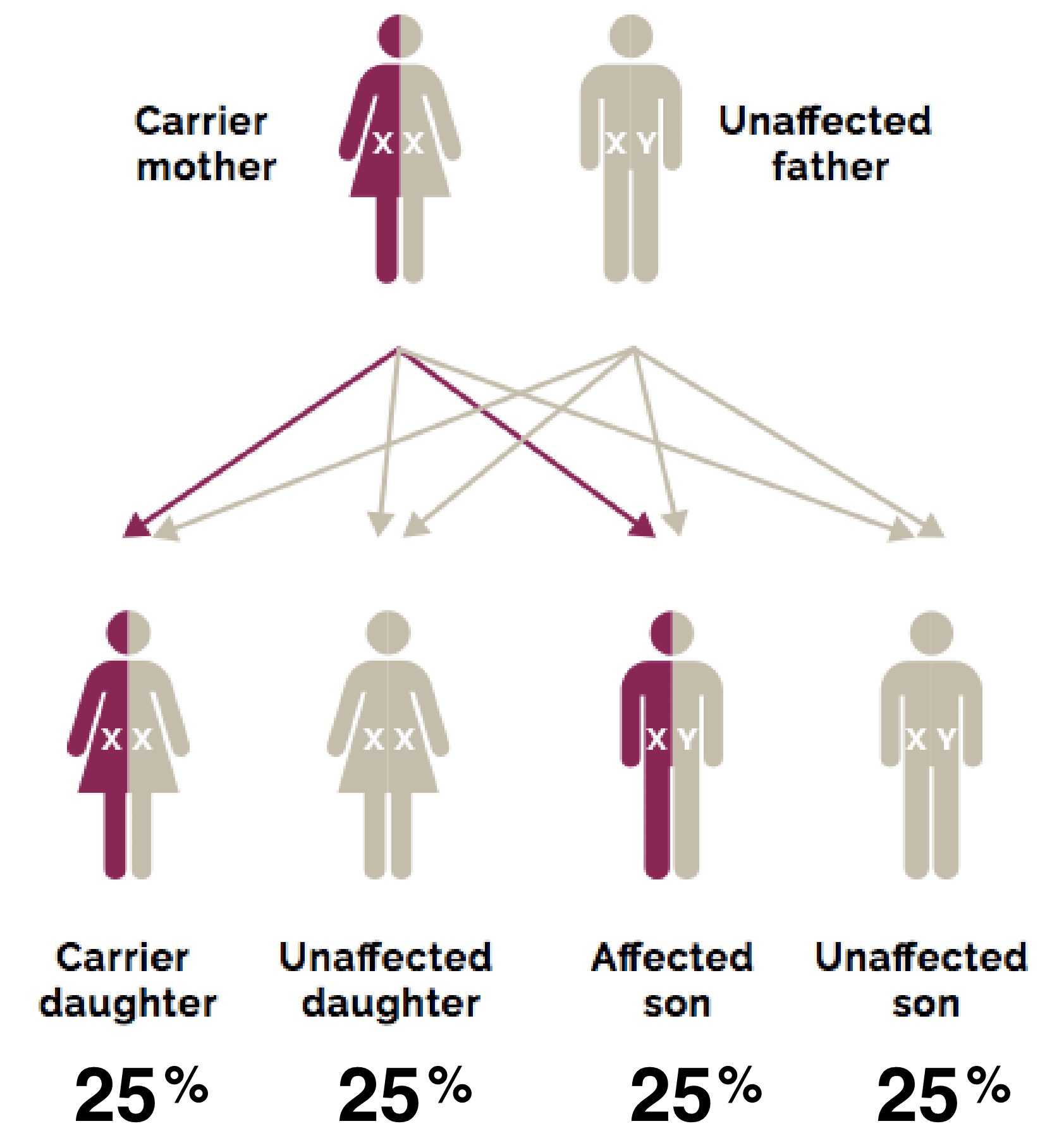 Graphic showing how Duchenne could run in a family, and is passed from the parent to the child. In the graphic the mother is the carrier and the father is unaffected. The children shown - 1 Carrier daughter 25%, ,2 Unaffected daughter 25%, 3 Affected son 25%, and 4 Unaffected son 25%