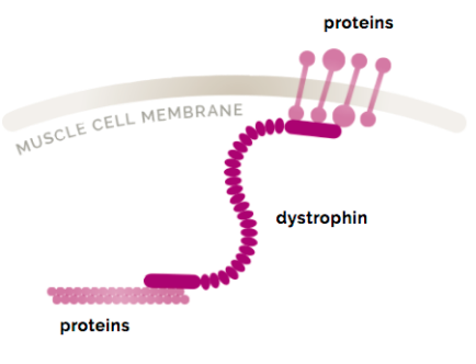 Graphic showing non-DMD muscle tissue compared to DMD muscle tissue