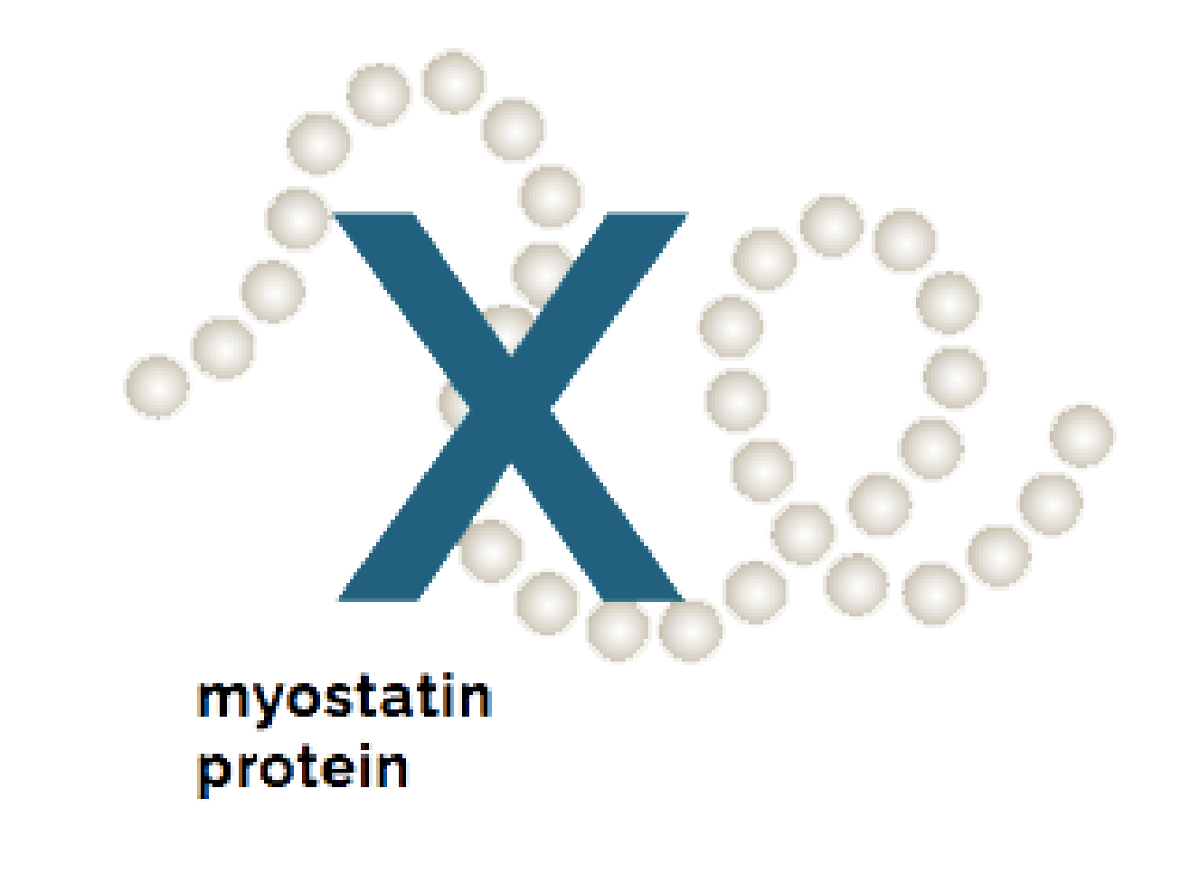 Graphic of a string of dots with an X through the string representing myostatin protein