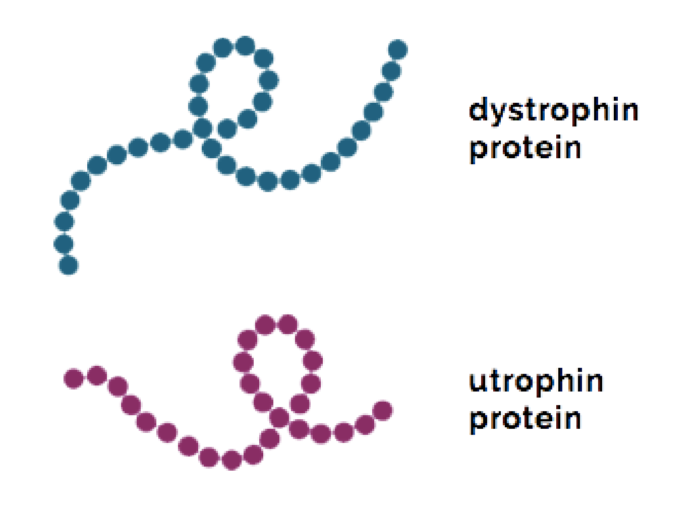 Graphic of string of green dots representing dystrophin protein and a string of red dots representing utrophin protein