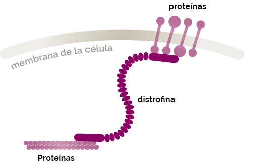 distrofina