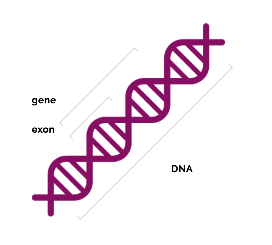 Duchenne Muscular Dystrophy Genetics Duchenne Com